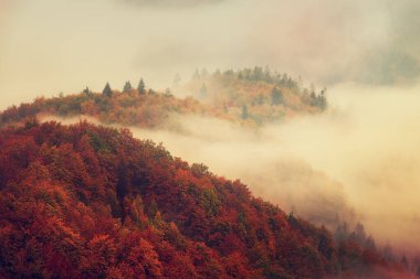 Sisli sonbahar dağ manzarası köknar ormanı ve eski moda hipster tarzında telif uzayı Slovenya 'da sonbahar sezonu.