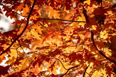 Sonbahar meşe yaprakları, doğal mevsimsel kavram