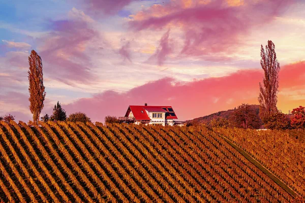 Прекрасні Виноградники Заході Сонця Стайерської Словенії Виноробні Території Вид Зелені — стокове фото