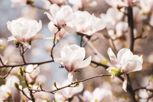 Bloeien Van Magnolia Witte Bloemen Het Voorjaar Natuurlijke Seizoensgebonden Achtergrond — Stockfoto