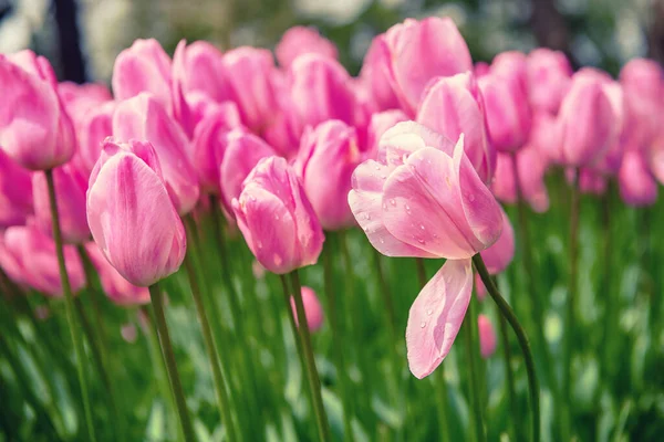Spring Meadow Pink Tulip Flowers Floral Natural Seasonal Easter Background — Stock fotografie