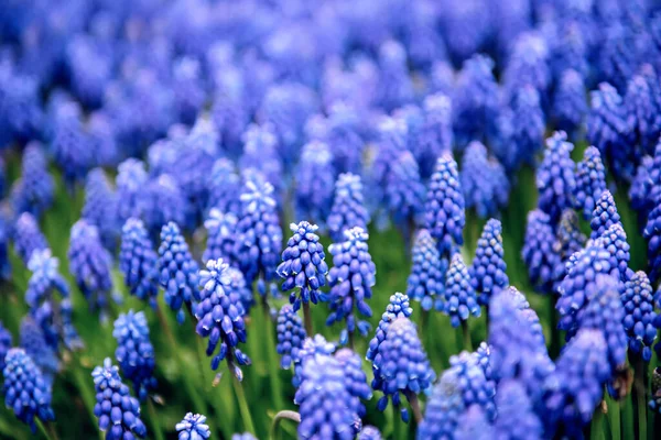 春の庭のムスカリ無視 ヒヤシンスの花 — ストック写真