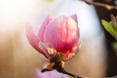 Bahar mevsiminde çiçek açan pembe manolya çiçekleri.