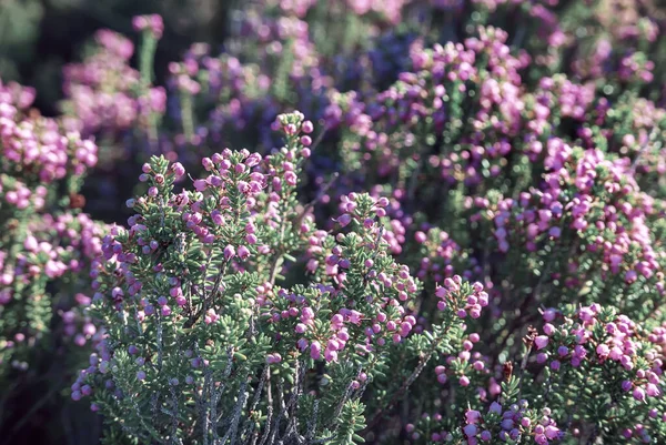 Yunanistan Güzel Kenevir Çiçekleri Açıyor Doğal Mevsimlik Hipster Çiçekleri — Stok fotoğraf