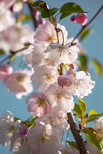 Цветение Яблони Весеннее Время Цветочный Солнечный Винтажный Природный Фон — стоковое фото