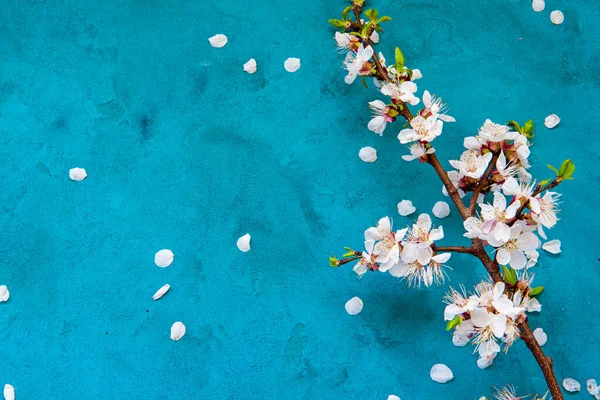 Λευκά Λουλούδια Του Βερίκοκου Άνοιξη Στο Σκούρο Μπλε Φόντο Grunge — Φωτογραφία Αρχείου