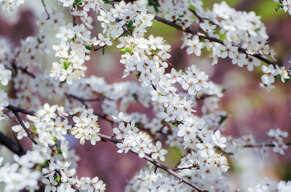 Jarní Sezónní Zázemí Kvetoucími Švestkovými Větvemi Přírodní Sezónní Květinové Zázemí — Stock fotografie