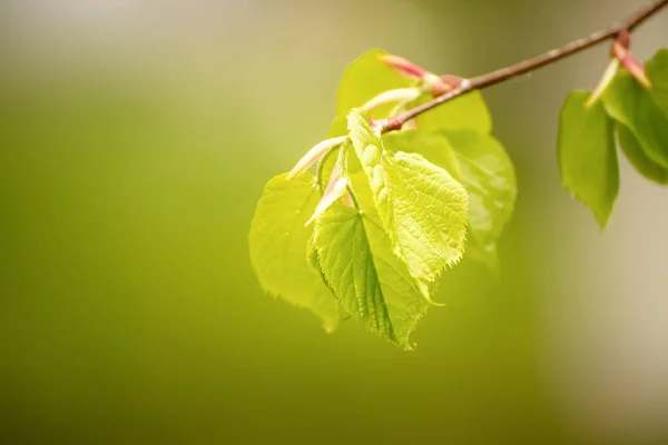 Sonnige Junge Grüne Frühlingsblätter Der Birke Natürliche Ökologische Saisonale Hintergrund — Stockfoto