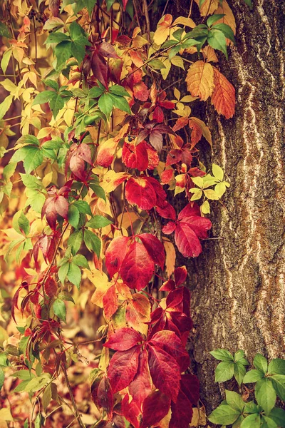 Dzikie Liście Winogron Naturalne Sezonowe Jesienne Tło Vintage — Zdjęcie stockowe