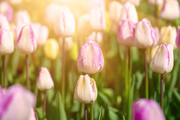 Prado Primavera Com Monte Flores Tulipa Violeta Branco Multicolorido Fundo — Fotografia de Stock