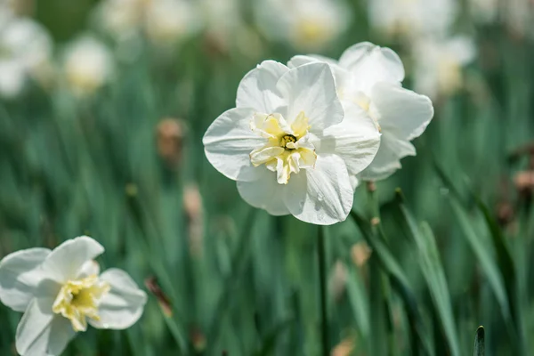 Piękny Biały Żonkil Zielonej Trawie Wiosna Kwiatowe Tło — Zdjęcie stockowe