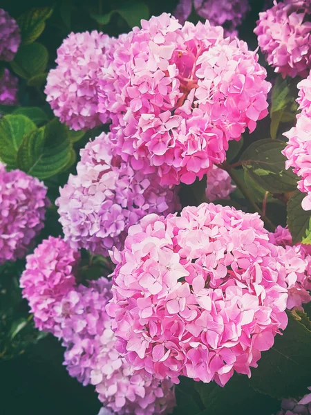 Veel Kleurrijke Hortensia Roze Bloemen Groeien Tuin Bloemen Achtergrond — Stockfoto