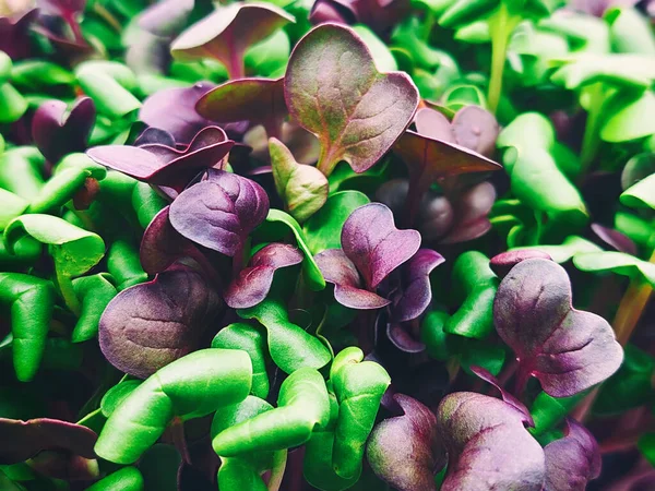 Macro Image Micro Green Basil Leaves Natural Organic Food Background — Foto de Stock