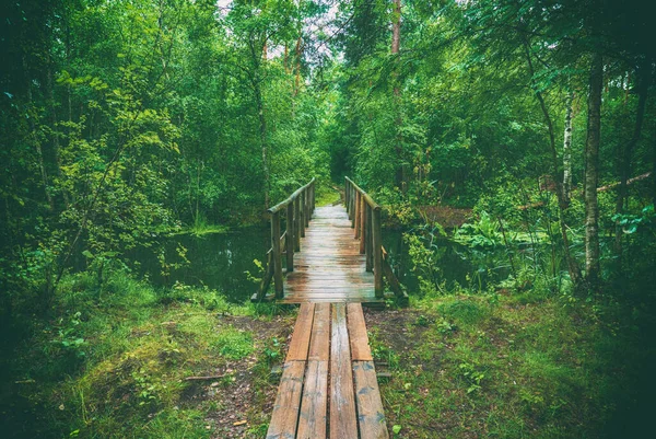 Летний Капризный Лес Болото Деревянной Дорожкой Мостом Зелеными Деревьями Естественным — стоковое фото