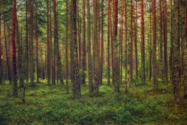 Yeşil ağaçlı, karamsar bir çam ormanı, doğal bağbozumu arka planı.