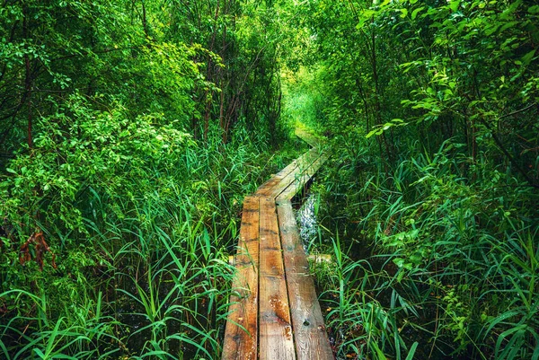 Summer Moody Forest Swamp Wooden Path Bridge Green Trees Natural — Stock Photo, Image