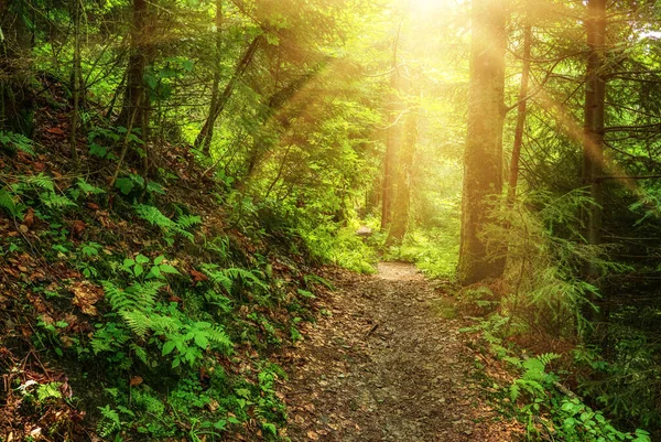 Летний Зеленый Лес Дорожками Светом Солнца Естественный Открытый Фон — стоковое фото
