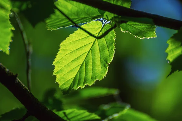 Slunečné Zelené Jaro Letní Listí Lese Eko Přírodní Sezónní Pozadí — Stock fotografie