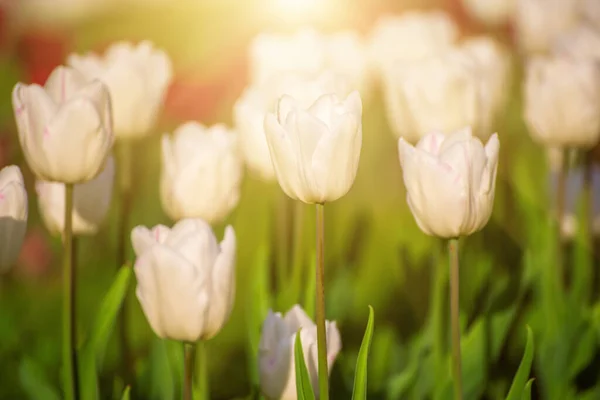 Prado Primavera Com Flores Tulipa Branca Fundo Sazonal Ensolarado Floral — Fotografia de Stock