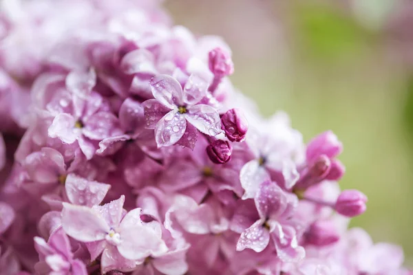 春の柔らかい紫色のライラックの花のマクロ画像 自然な季節の花の背景 コピースペース付きの休日カードとして使用できます — ストック写真