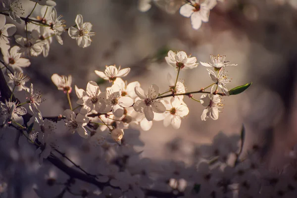 Blommande Aprikosträdet Ren Tid Med Vita Vackra Blommor Makrobild Med — Stockfoto