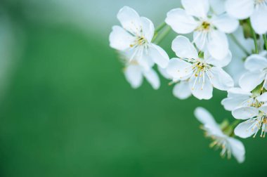 Baharda çiçek açan yeşil yapraklar, makro, çerçeve