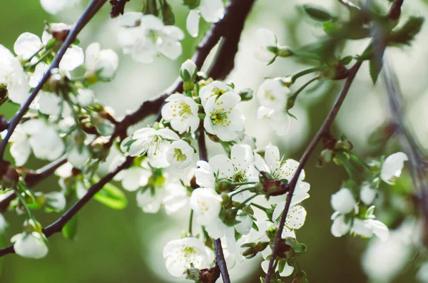 Florecimiento Flores Cerezo Primavera Con Hojas Verdes Copyspace Fondo Floral — Foto de Stock