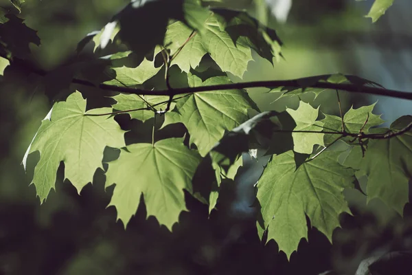 緑色のカエデの葉から春の季節の背景 エコ自然概念 — ストック写真