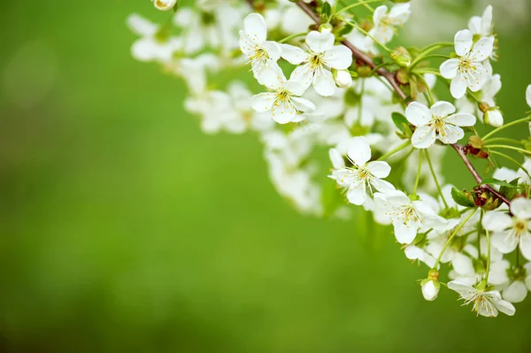 Цветение Вишневых Цветов Весной Зелеными Листьями Макро Рамка — стоковое фото