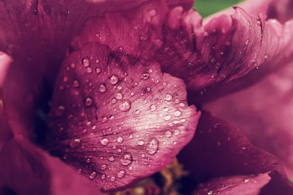 Blommig Naturlig Bakgrund Från Rosa Våt Pion Blomma Kronblad Med — Stockfoto