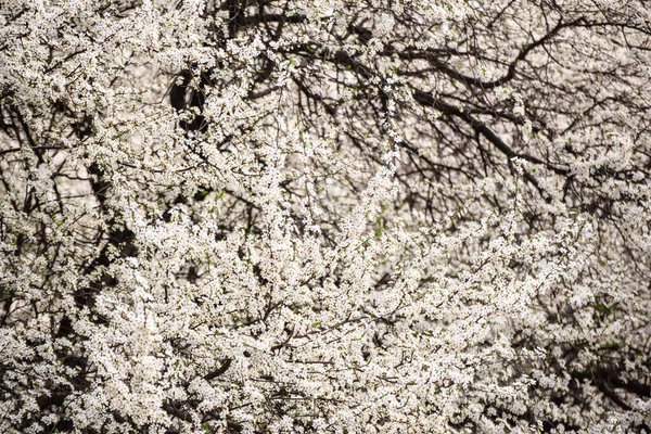 Fioritura Fiori Prugna Primavera Con Foglie Verdi Macro — Foto Stock