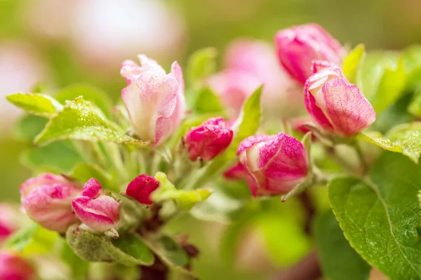 Apple Boom Bloem Bloeien Het Voorjaar Bloemen Achtergrond — Stockfoto