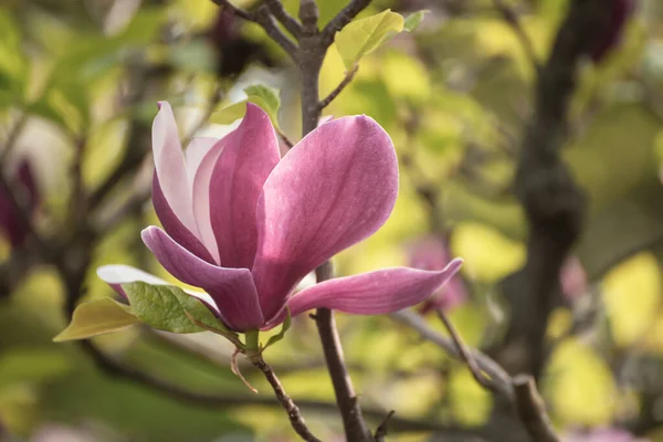 Kwitnienie Magnolii Różowy Kwiat Liśćmi Wiosnę Kwiatowe Sezonowe Tło — Zdjęcie stockowe