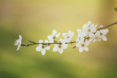 Bahar mevsiminde yeşil yapraklı kayısı eriği ağacı çiçekleri, klasik çiçek arkaplanı.