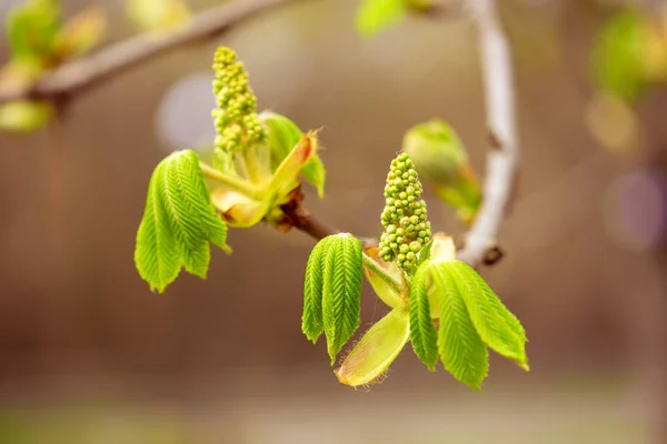 Chestnut Tree Spring Flower Buds Seasonal Floral Background — Stock Photo, Image