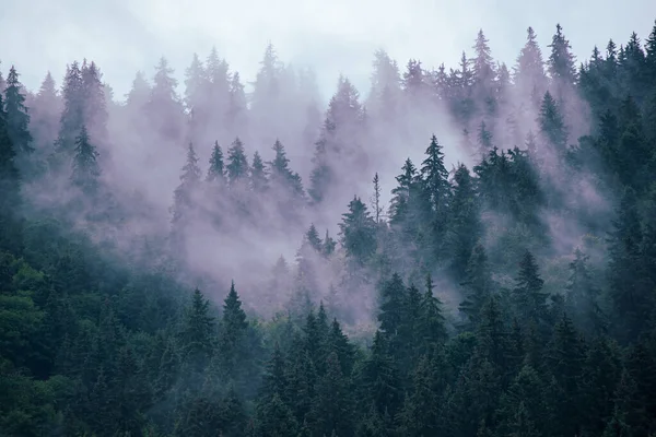 Misty Niebla Paisaje Montaña Con Bosque Abeto Copyspace Estilo Retro — Foto de Stock
