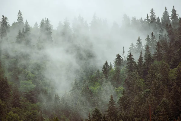 Puslu Sisli Dağ Manzarası Köknar Ormanı Eski Moda Hipster Tarzında — Stok fotoğraf