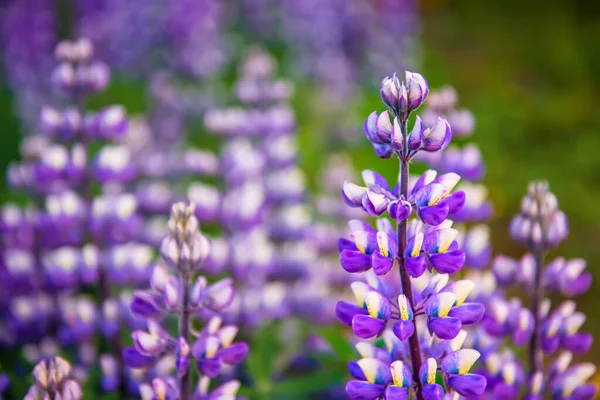 Purple Lupine Flowers Growing Iceland Natural Seasonal Background Beauty World — Stock Photo, Image