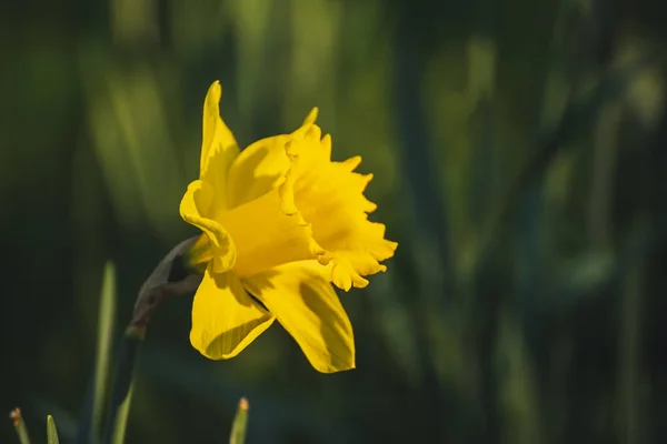Lkbaharda Güzel Sarı Nergis Çiçeği Doğal Mevsimlik Arka Plan — Stok fotoğraf