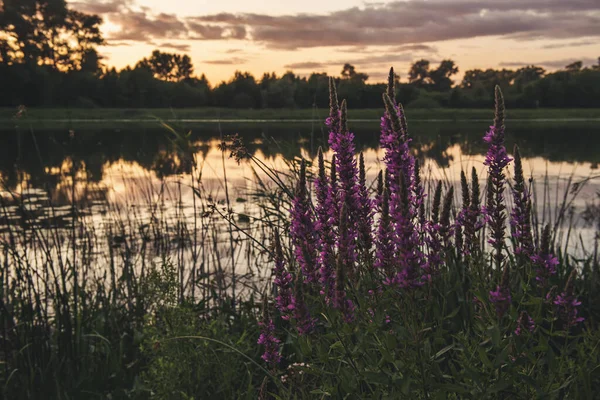 Летний Пейзаж Рекой Закате Красивыми Фиолетовыми Цветами Переднем Плане — стоковое фото