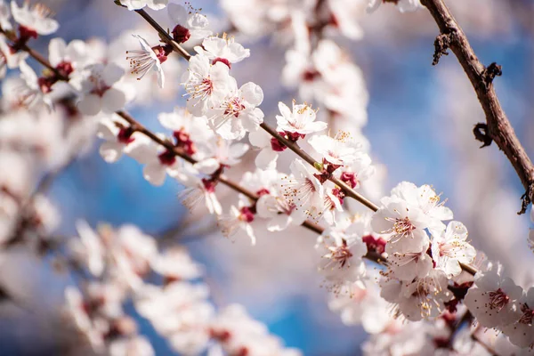 春に白花を咲かせるアプリコットの木 コピースペース付きのマクロイメージ 自然の四季の背景 — ストック写真