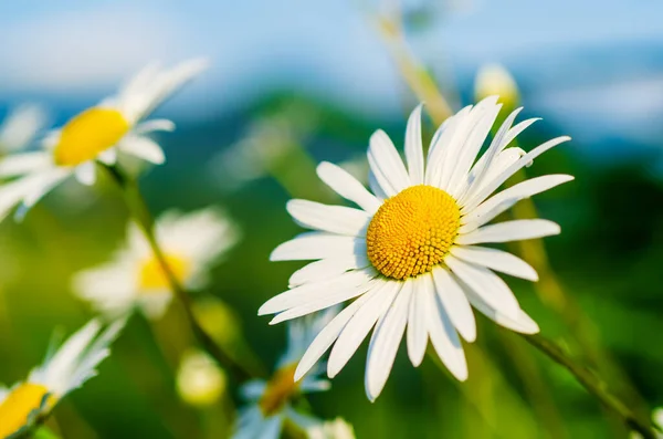 Yeşil Çayırlarda Yetişen Papatya Çiçekleri Fotokopi Alanı Doğal Arka Plan — Stok fotoğraf