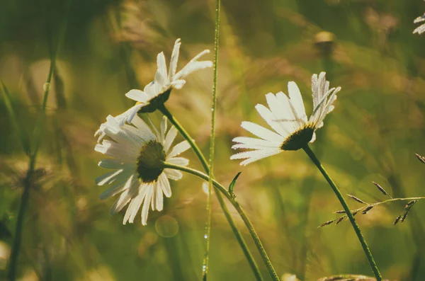Wilde Kamille Gänseblümchen Blüten Wachsen Auf Grünen Wiesen Und Kopieren — Stockfoto