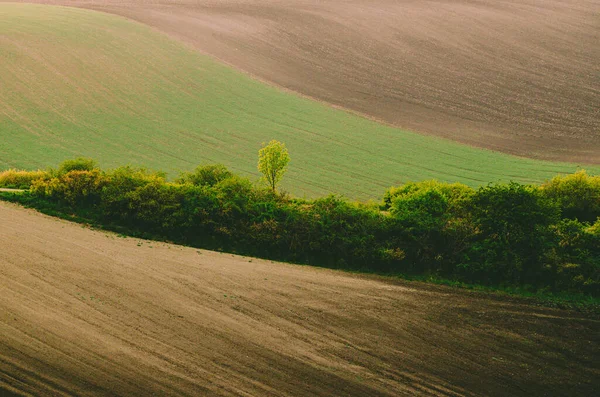 Сільський Краєвид Зеленими Полями Деревами Південна Моравія Чеська Республіка — стокове фото