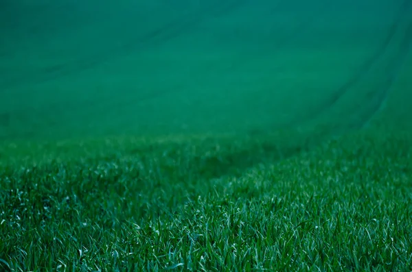 Rollende Grüne Hügel Mit Feldern Geeignet Für Hintergründe Oder Tapeten — Stockfoto