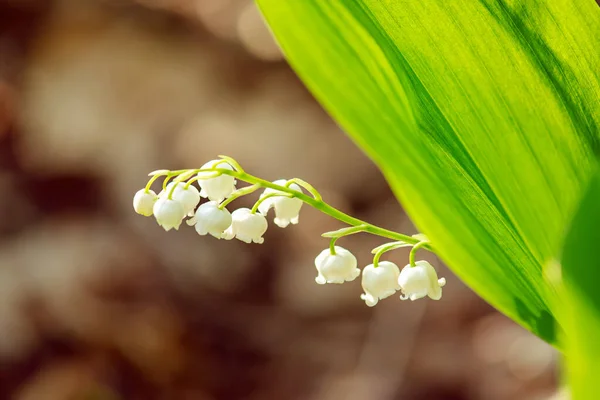 Лилия Цветущая Зеленом Весеннем Лесу Природный Фон — стоковое фото