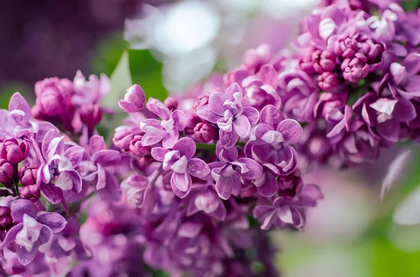 Branch Lilac Flowers Green Leaves Floral Natural Seasonal Hipster Background — Stock Photo, Image
