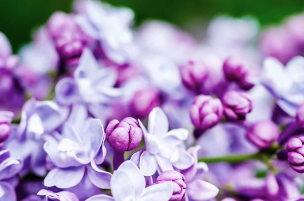 Makro Obraz Wiosennych Miä Kkich Fioletowych Kwiatã Liliowych Naturalne Sezonowe — Zdjęcie stockowe