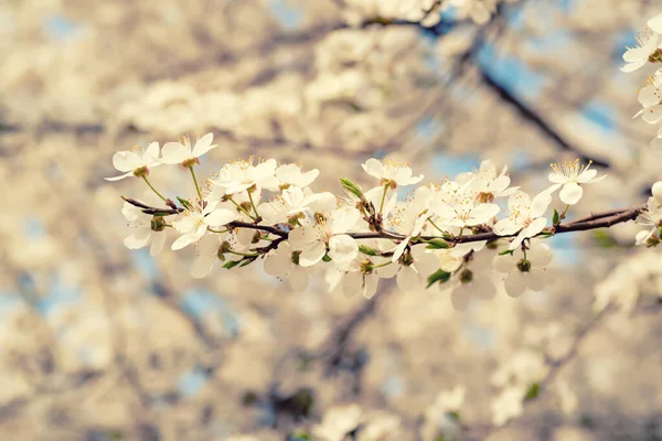 Kevät Kausiluonteinen Tausta Kukkivat Luumun Oksat Luonnollinen Kausiluonteinen Kukka Tausta — kuvapankkivalokuva