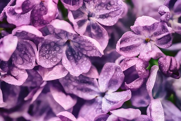 春の柔らかい紫色のライラックの花のマクロ画像 自然な季節の花の背景 コピースペース付きの休日カードとして使用できます — ストック写真